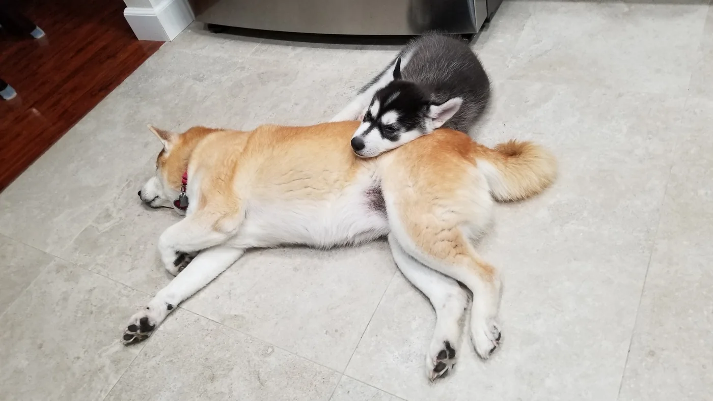 Cooper resting beside Aki