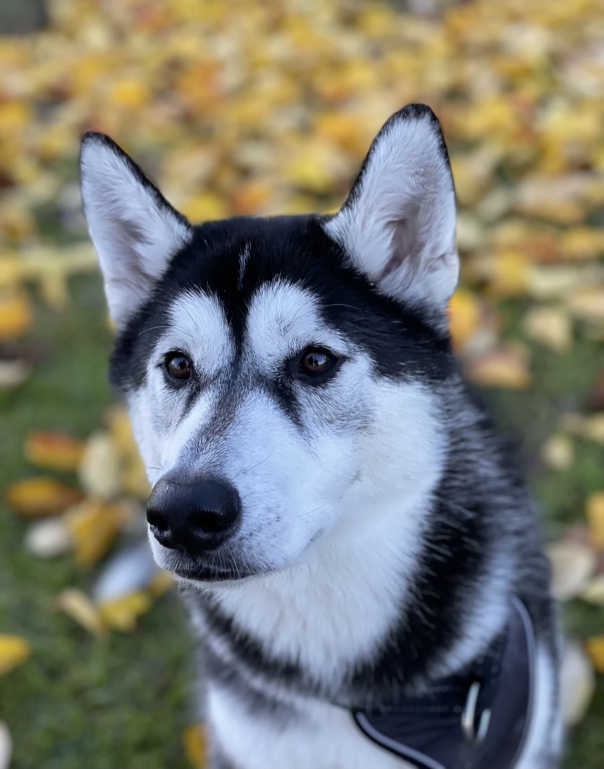 Portrait of Cooper outdoors with autumn leaves