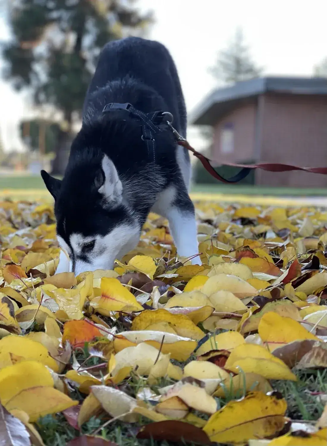 Cooper exploring the autumn leaves.