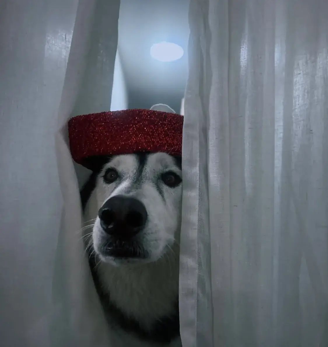 Cooper peeking through a curtain wearing a red glitter hat.