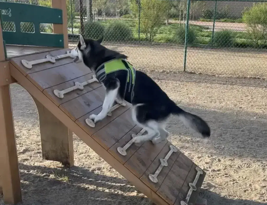 Up the dog-park ramp.