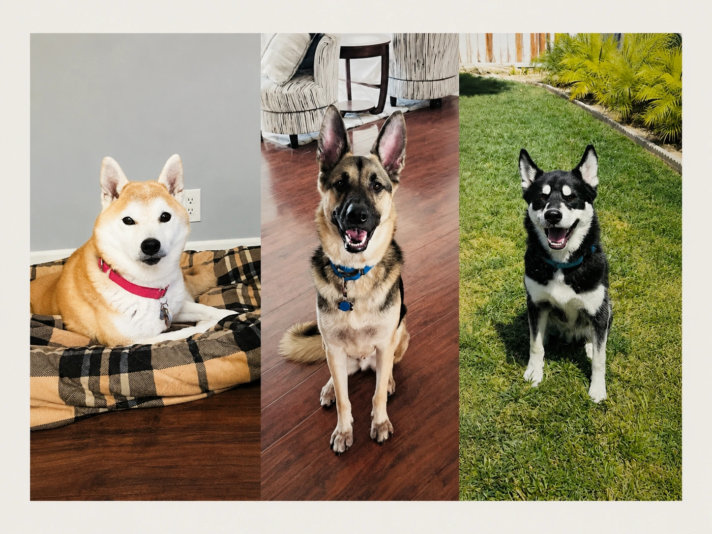 Aki, Charlie and Kobe