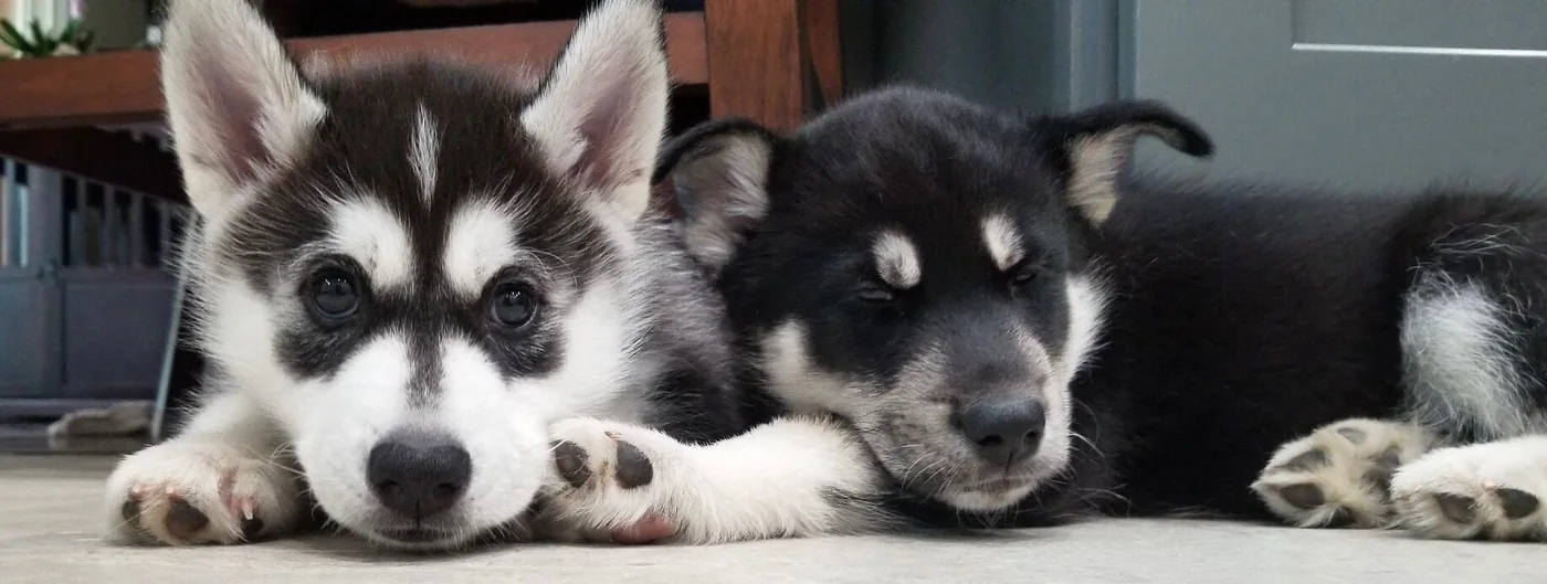 Cooper and Kobe as puppies