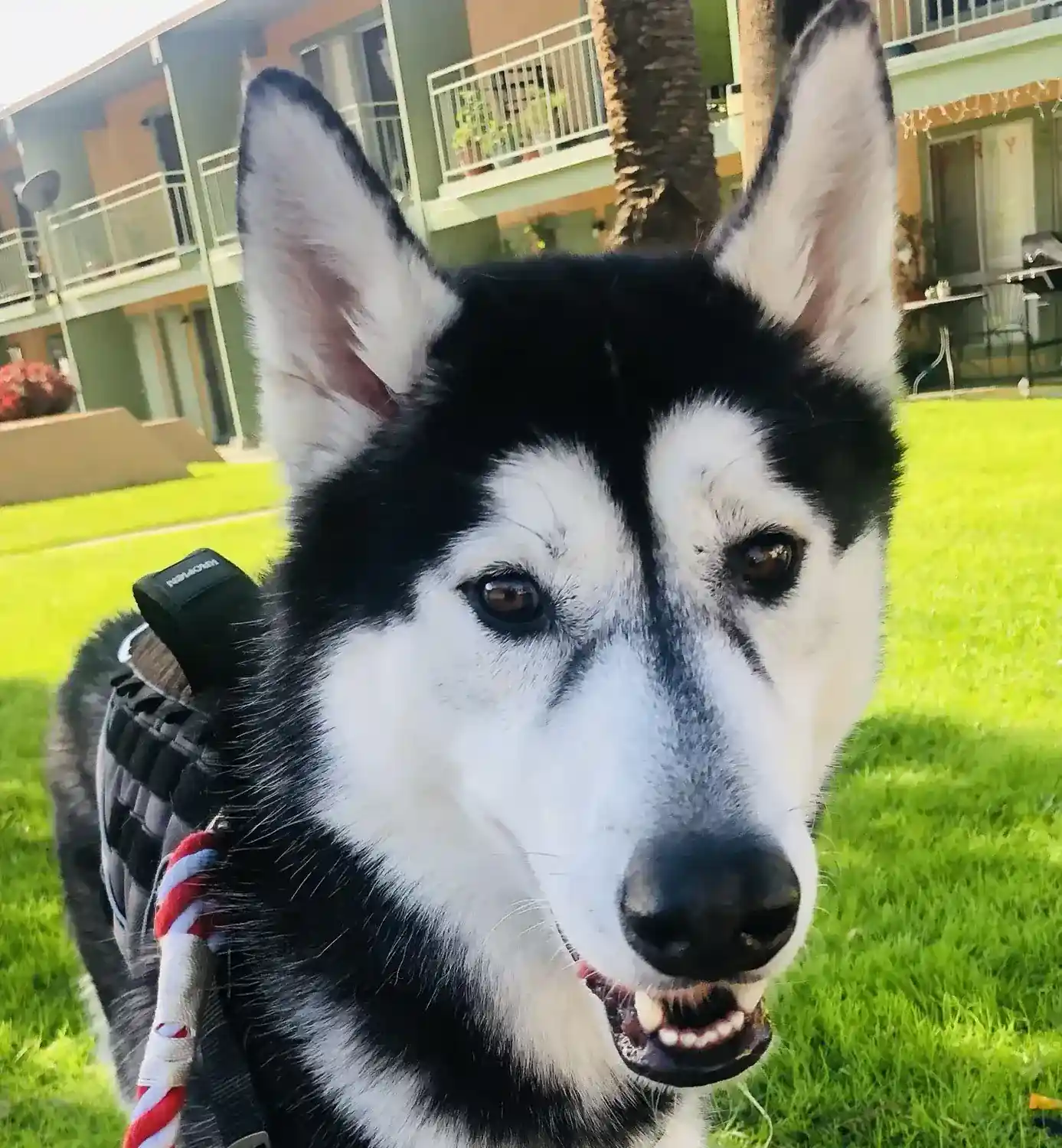 Out on the lawn.