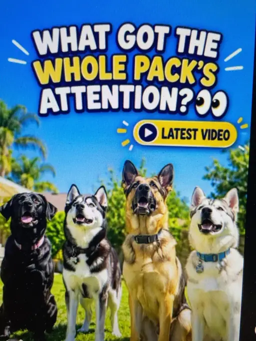 Cooper and the pack looking upward together in the sunny backyard