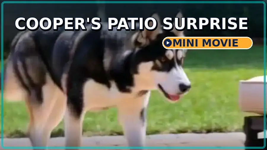 Cooper standing beside a patio chair during the Patio Surprise mini movie