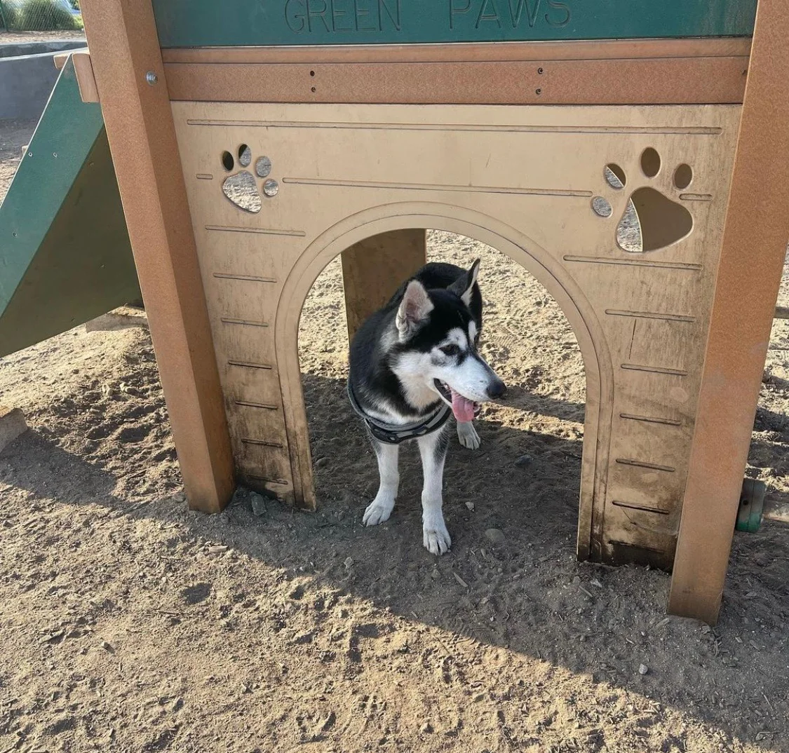Cooper exploring a playground