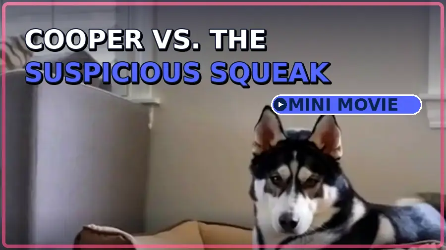 Full view of Cooper investigating a small squeaky toy during the Suspicious Squeak mini movie