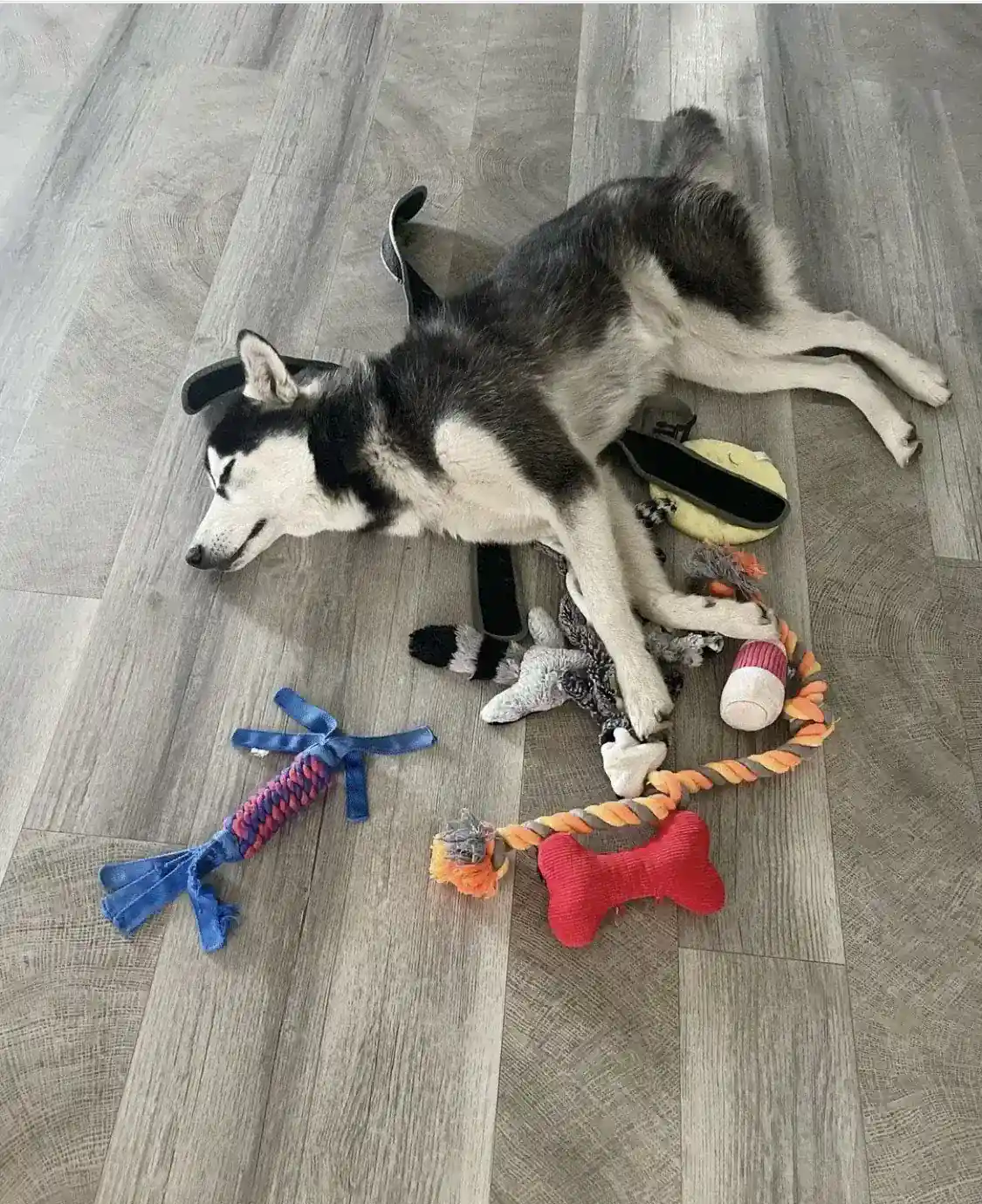 Surrounded by the toy collection.