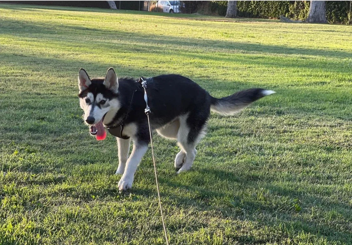 Cooper walking outdoors on grass