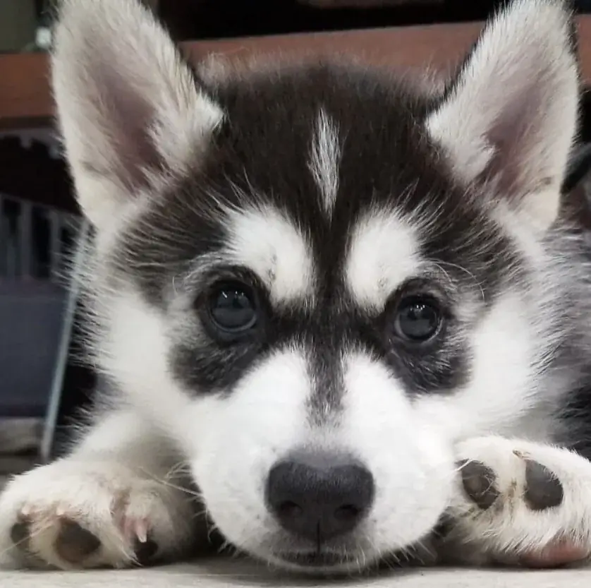 Those puppy eyes.