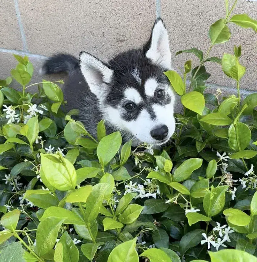 Young Cooper exploring the plants.