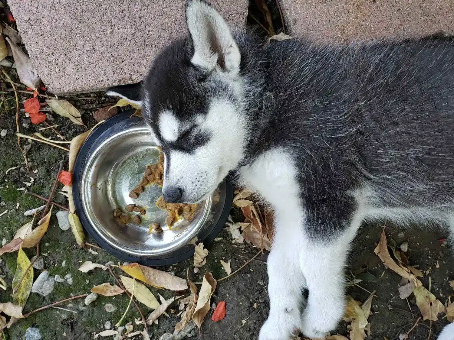 A young Cooper meal break outdoors.