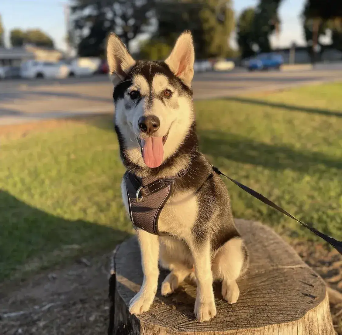 Growing into those ears.